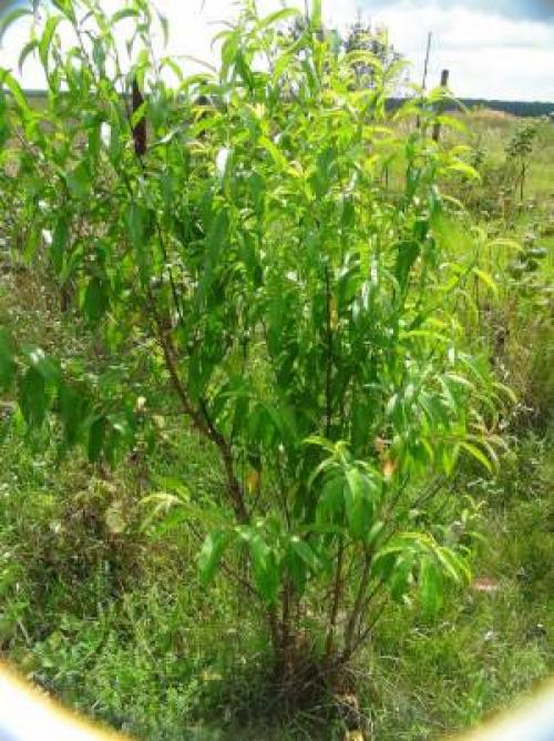 Персик, как укрыть на зиму. Правильная подготовка персика к зиме для получения хорошего урожая 06 Персик, как укрыть на зиму. Правильная подготовка персика к зиме для получения хорошего урожая 06