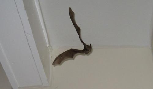 Нашел летучую мышь зимой, что делать. Что делать, если летучая мышь залетела в квартиру: советы экспертов