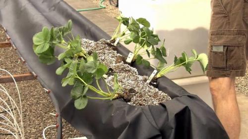 Выращивание клубники в теплице по Голландской технологии. Выращивание клубники по Голландской технологии для круглогодичного урожая