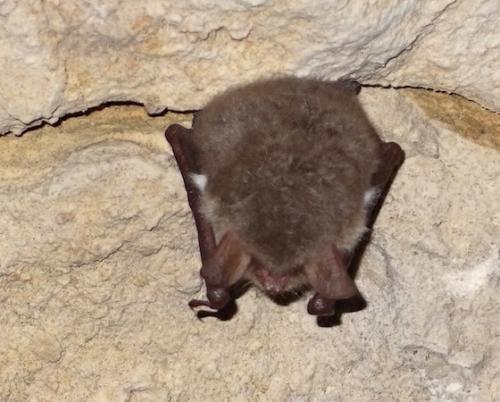 Что зимой делают летучие мыши. Там где зимуют летучие мыши