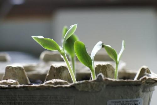 Как вырастить огурцы дома. Как вырастить огурцы на подоконнике 01