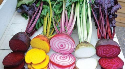 Сахарная свекла от кормовой: чем отличается по составу, вкусу, виду