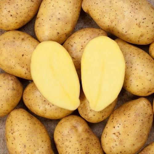 Сорт картофеля эльмундо. Особенности посадки и выращивания