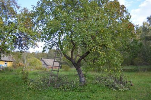 Обрезка яблонь осенью схемы. Как обрезать старую яблоню осенью. Простая схема