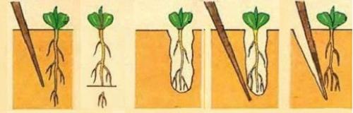 Томат Чудо земли. Сорт томата Чудо земли – характеристика, описание плодов, отзывы огородников, фото