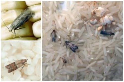 Как избавиться от моли на кухне. Как вывести пищевую моль?