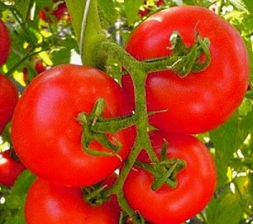 Сорта помидор устойчивые к фитофторозу. Низкорослые сорта томатов для теплицы, защищенные от фитофтороза 25