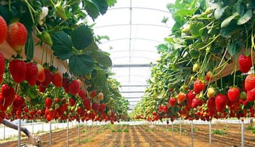 Выращивание клубники в теплице по Голландской технологии. Выращивание клубники по Голландской технологии для круглогодичного урожая