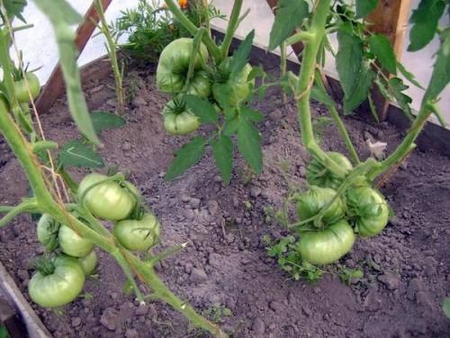 Сорта помидор устойчивые к фитофторозу. Низкорослые сорта томатов для теплицы, защищенные от фитофтороза 07