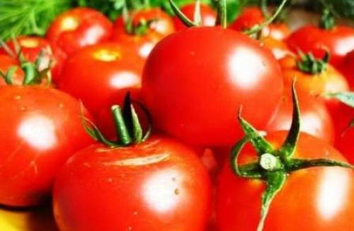 Сорта помидор устойчивые к фитофторозу. Низкорослые сорта томатов для теплицы, защищенные от фитофтороза