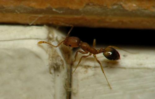 Завелись в квартире муравьи. Как одержать победу в битве с муравьями?