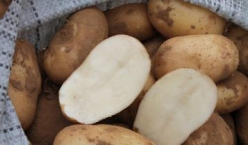 Сорт Невский картофель. Описание сорта картофеля Невский и фото клубней 02