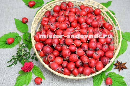 Как Правильно сушить боярышник в электросушилке. Сушка боярышника в электросушилке