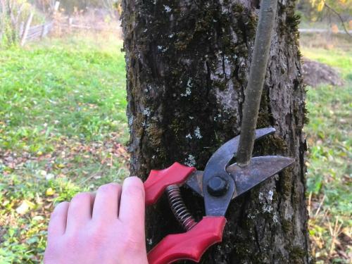 Обрезка яблонь осенью схемы. Как обрезать старую яблоню осенью. Простая схема