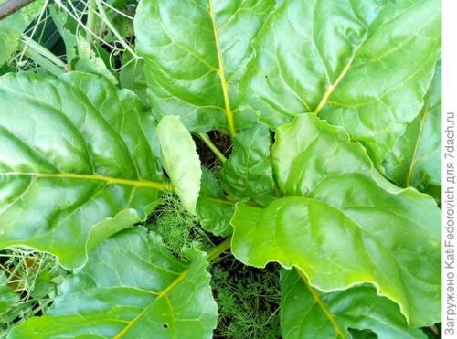 Желтая свекла. Мои цветные овощи: жёлтая свекла. Свекла Золотой шар