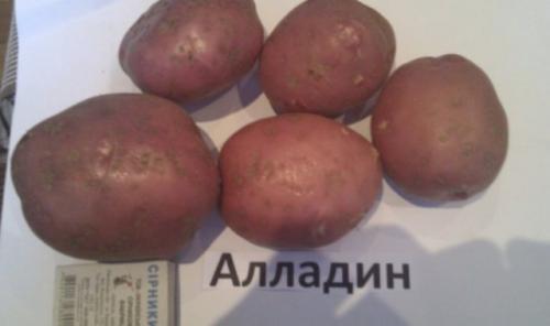 Картофель алладин форум. Картофель алладин: описание сорта, характеристика, фото, посадка и выращивание