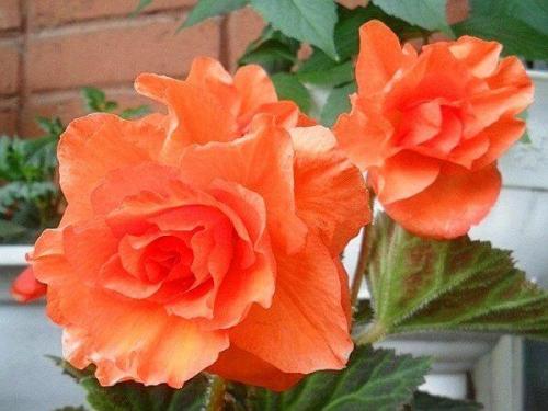 Бегония посадка в грунт. Бегония вечноцветущая: посадка и уход в открытом грунте