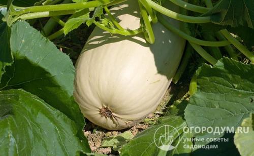 Можно ли хранить кабачки на свету. Выбор плодов