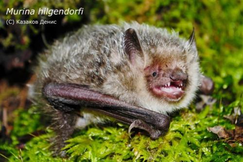 Чем питаются летучие мыши в Сибири. «Полчища» летучих мышей в Сибири получили научное описание