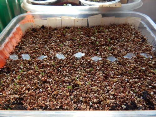 Как посадить бегонию семенами. Как вырастить бегонии из семян