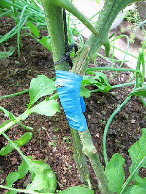 Томат Чудо земли. Сорт томата Чудо земли – характеристика, описание плодов, отзывы огородников, фото