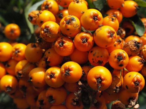 Как хранить боярышник. Популярные способы заготовки боярышника