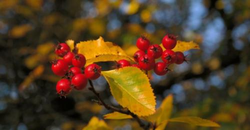 Как хранить боярышник. Популярные способы заготовки боярышника