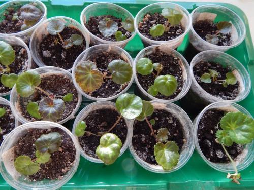 Как посадить бегонию семенами. Как вырастить бегонии из семян