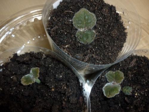 Когда убирать глоксинию на покой. Уход осенью –, как сохранить глоксинию до весны