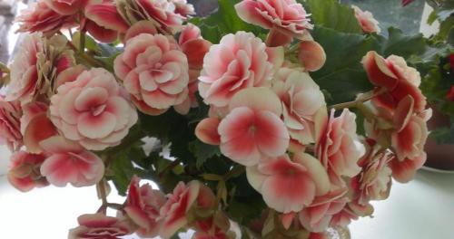 Как ухаживать за бегонией в горшке купленной в магазине. Температура 07