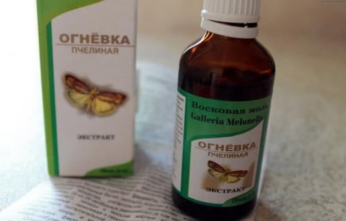 Настойка восковой моли для похудения. Восковая моль: применение в народной медицине