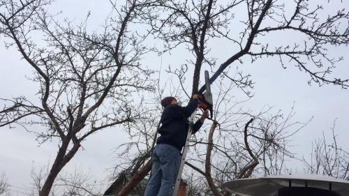Обрезка яблонь осенью сроки. Обрезаем яблони осенью. Для новичков и не только