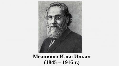 Что такое восковая моль. В чем польза настойки восковой моли (огневки).