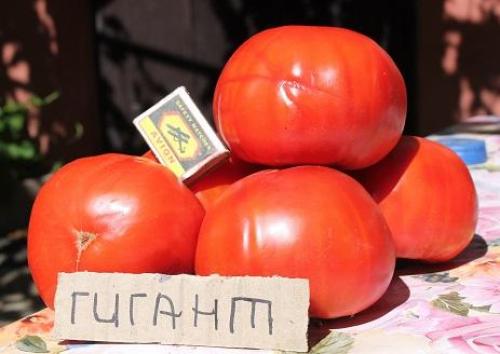 Сорта томатов не гибриды. Томаты. Что лучше- сорт или гибрид?