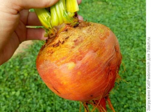 Желтая свекла. Мои цветные овощи: жёлтая свекла. Свекла Золотой шар