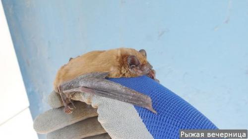 Что зимой делают летучие мыши. Там где зимуют летучие мыши