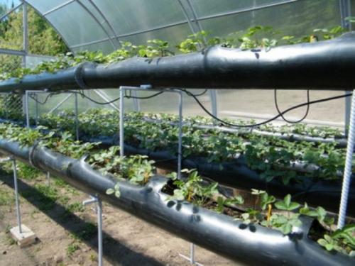 Выращивание клубники в теплице по Голландской технологии. Выращивание клубники по Голландской технологии для круглогодичного урожая