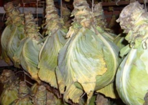 Как хранить капусту. Хранение в погребе