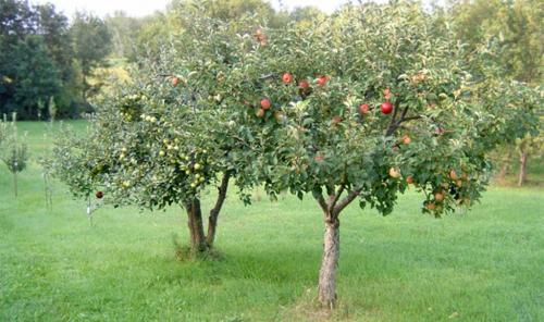 Когда обрезать яблони в сибири. Обрезка плодовых деревьев