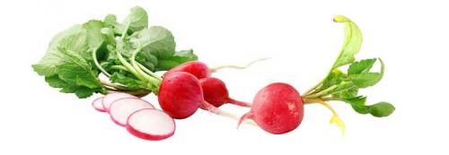 Польза и вред редиски для организма человека. Что такое редис?