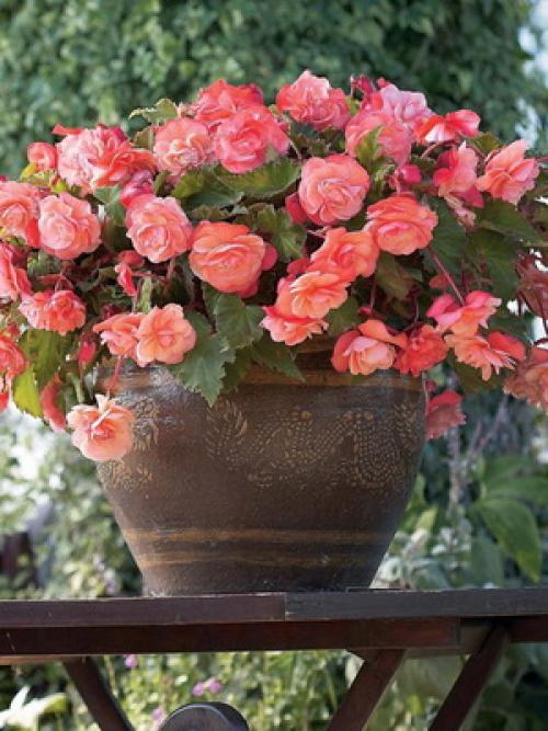 Как посадить бегонию. Бегония: посадка и уход 20