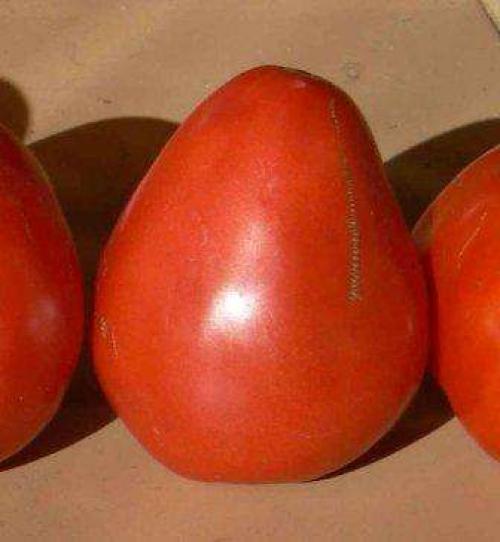 Сорта помидор устойчивые к фитофторозу. Низкорослые сорта томатов для теплицы, защищенные от фитофтороза