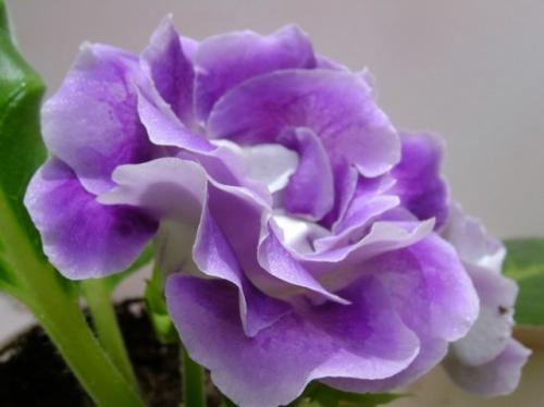 Когда убирать глоксинию на покой. Уход осенью –, как сохранить глоксинию до весны