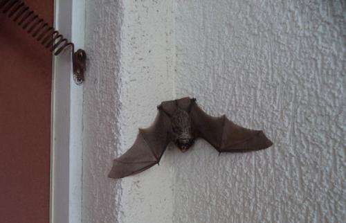 Нашел летучую мышь зимой, что делать. Что делать, если летучая мышь залетела в квартиру: советы экспертов