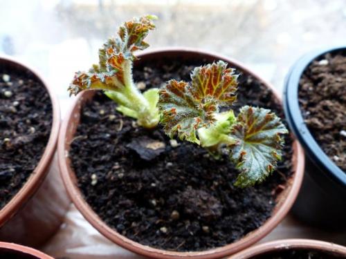 Купила клубни бегонии, что делать. Как посадить клубень бегонии