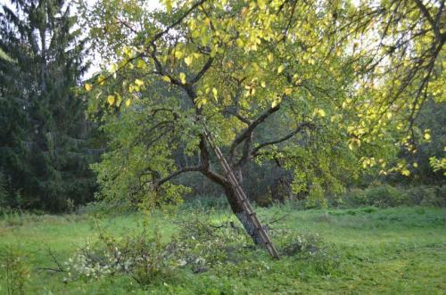 Обрезка яблонь осенью схемы. Как обрезать старую яблоню осенью. Простая схема