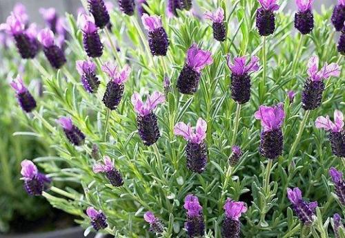 Как вырастить лаванду на даче. Выращиваем лаванду на дачном участке 02