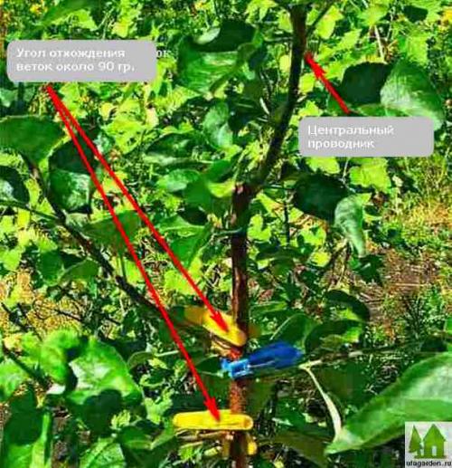 Обрезка молодой яблони осенью. Правильная обрезка молодых яблонь. Опыт ведущих садоводов