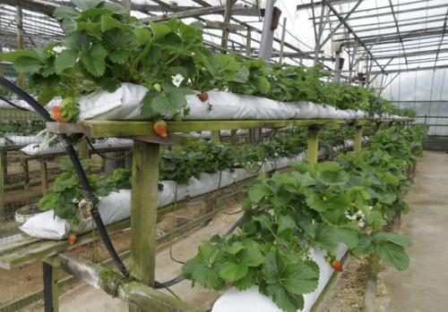 Выращивание клубники в теплице в мешках. Способы и технологии выращивания клубники в мешках в домашних условиях