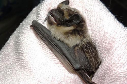 Нашел летучую мышь зимой, что делать. Что делать, если летучая мышь залетела в квартиру: советы экспертов